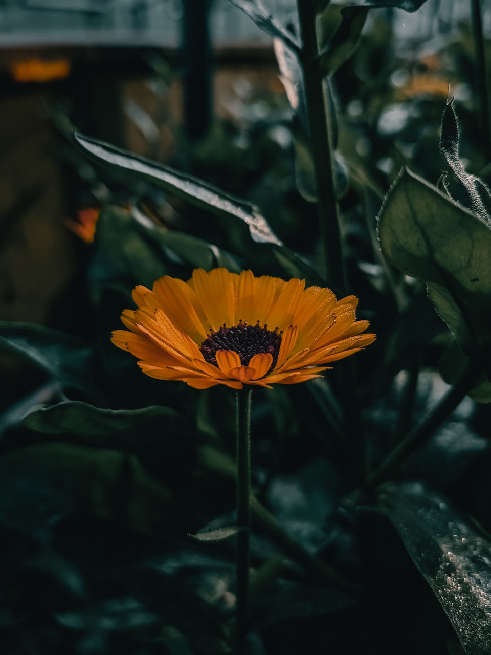 CLOSE-UP OF YELLOW FLOWER ON PLANT