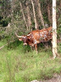 Horse on grass