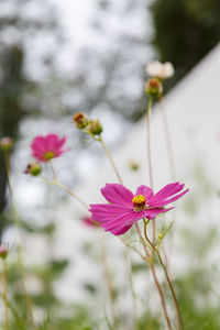 Close-up of pink cosmos blooming outdoors