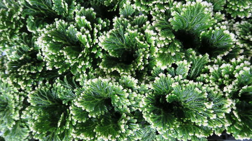 Full frame shot of fresh green plants