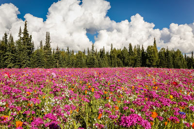 View of flowering plants on field against sky