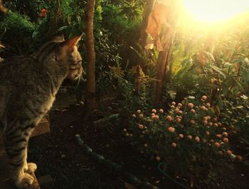 View of a cat on land
