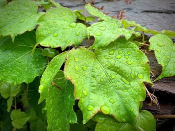 Close-up of raindrops on leaves