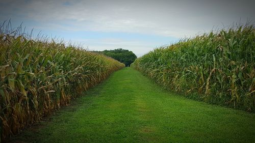 Scenic view of grassy field against sky