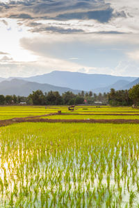 Scenic view of agricultural field against sky