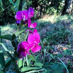 Close-up of pink flowers blooming outdoors