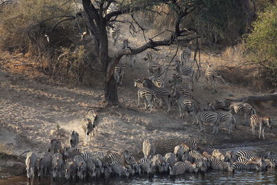 Zebras drinking water at riverbank