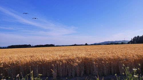 A morning in the country