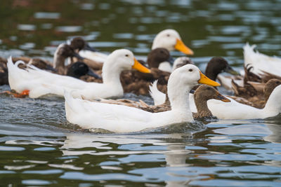 Swans swimming in lake