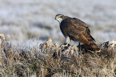 Bird perching on a field