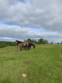 Horses in a field