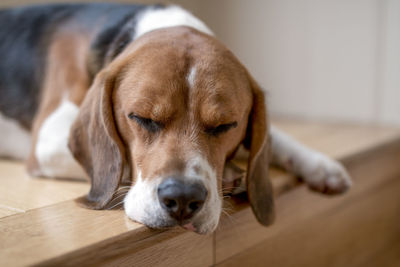 Close-up portrait of dog at home