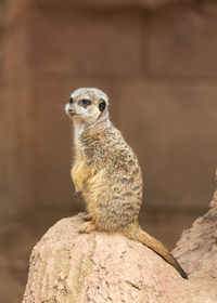 Close-up of meerkat