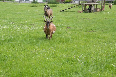 Horse on field