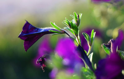 Close-up of purple flowering plant