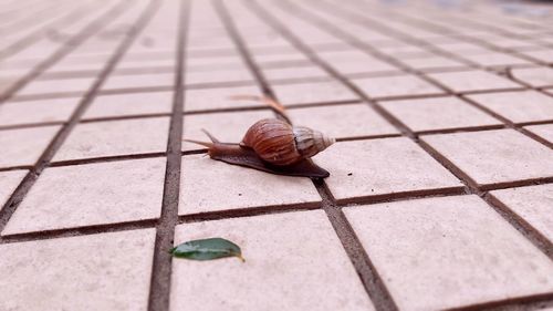 Close-up of snail on footpath