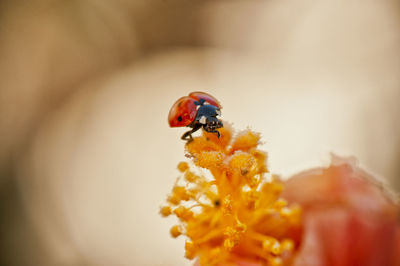 Close-up of ladybug on flower