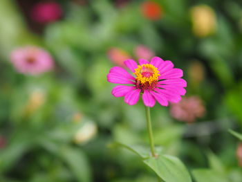 Close-up of pink flower