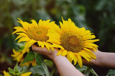 Close-up of hand holding yellow flower