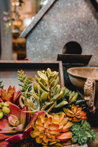 High angle view of succulent plant