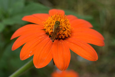 Close-up of butterfly pollinating on orange flower