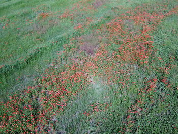 High angle view of flowering plants on field