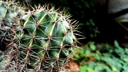 Close-up of cactus plant