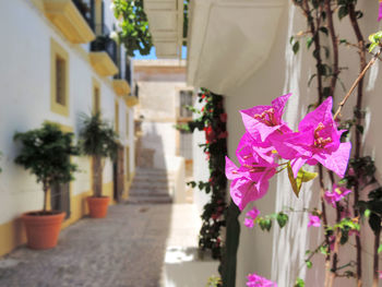 Close-up of pink flowering plant in alley amidst buildings