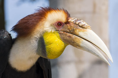 Close-up of a bird