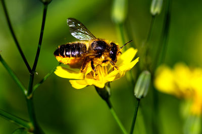 Close-up of bee pollinating on yellow flower
