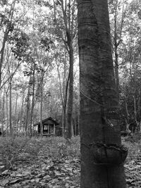 View of trees in house