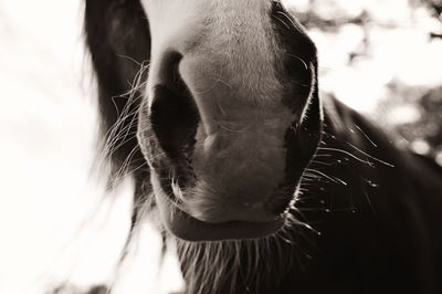 Close-up of horse