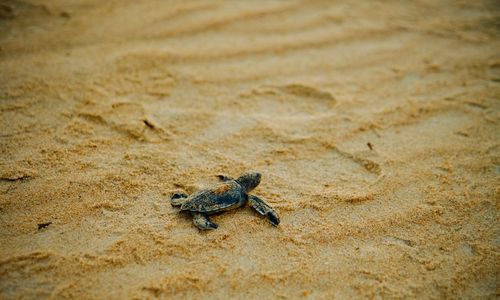 Close-up of crab on sand