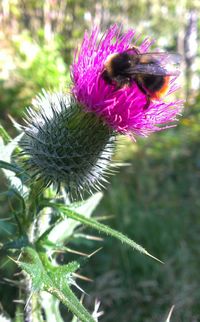 Close-up of bee on pink flower