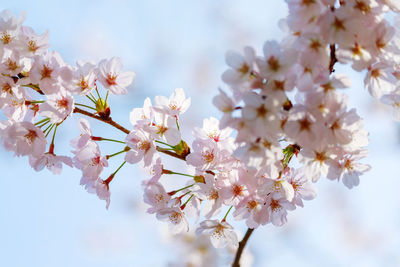 Close-up of cherry blossom