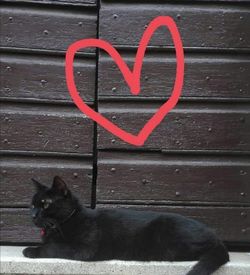 Black cat sitting on wood