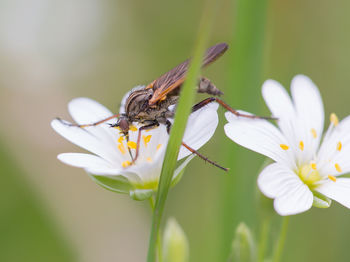 Close-up of insect on white flower