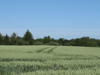 Scenic view of agricultural field against clear sky
