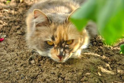 Close-up portrait of a cat on field