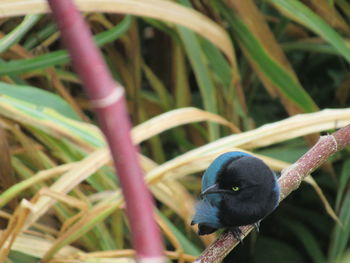 Close-up of bird perching on grass