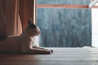 Side view of a cat looking away