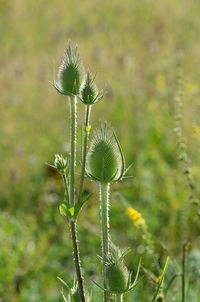 Close-up of thistle