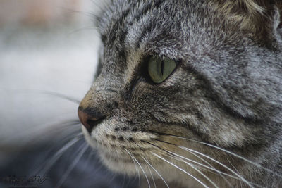 Close-up of a cat looking away