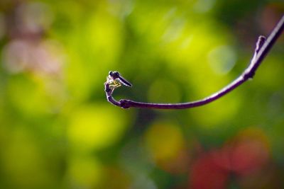 Close-up of bird perching on plant