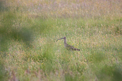 Bird flying in a field