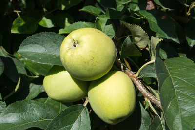 Close-up of apples on tree