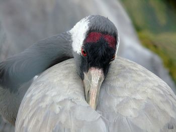 Close-up of swan