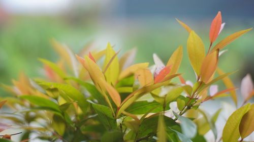 plant