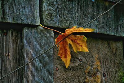 leaf