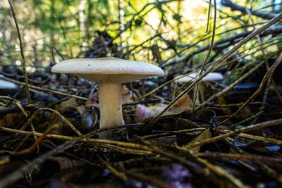 Close-up of mushroom growing on field